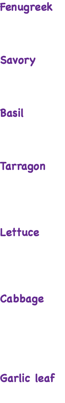 Fenugreek Savory Basil Tarragon Lettuce Cabbage Garlic leaf 